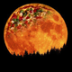 Illustration for article titled 19 Stunning Photos of The Year's Biggest, Most Beautiful Moon So Far